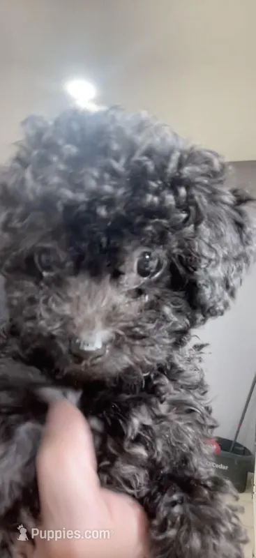 Tiny Toy Girl # 3 – Poodle - Toy  puppy for sale in Merchantville, NJ