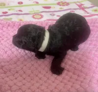 Tiny Toy Girl # 3, a female Poodle - Toy  for sale in Merchantville, NJ – Photo 2 of 2