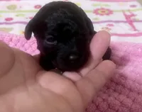 Tiny Toy Girl # 3, a female Poodle - Toy  for sale in Merchantville, NJ – Photo 1 of 2