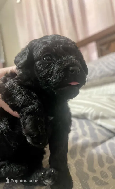 Tiny Toy Girl # 3 – Poodle - Toy  puppy for sale in Merchantville, NJ