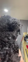Tiny Toy Girl #2, a female Poodle - Toy  for sale in Merchantville, NJ – Photo 2 of 10