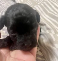 Tiny Toy Girl #2, a female Poodle - Toy  for sale in Merchantville, NJ – Photo 3 of 5