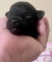 Tiny Toy Girl #2, a female Poodle - Toy  for sale in Merchantville, NJ – Photo 2 of 2