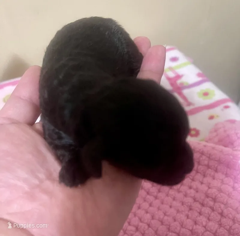 Tiny Toy Girl #2 – Poodle - Toy  puppy for sale in Merchantville, NJ