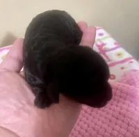 Tiny Toy Girl #2, a female Poodle - Toy  for sale in Merchantville, NJ – Photo 1 of 2