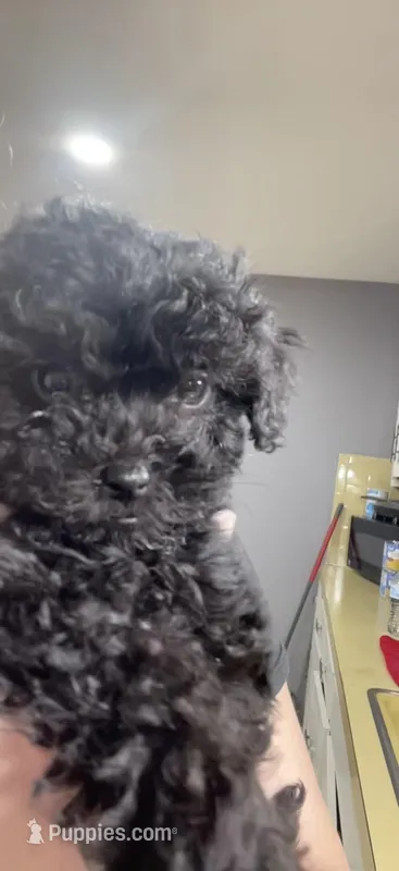 Tiny Toy Girl #2 – Poodle - Toy  puppy for sale in Merchantville, NJ