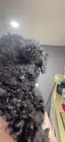 Tiny Toy Girl #2, a female Poodle - Toy  for sale in Merchantville, NJ – Photo 3 of 10