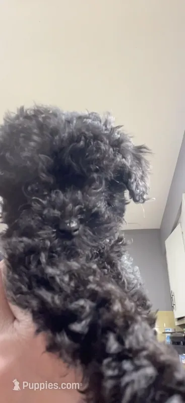 Tiny Toy Girl #2 – Poodle - Toy  puppy for sale in Merchantville, NJ