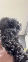 Tiny Toy Girl #2, a female Poodle - Toy  for sale in Merchantville, NJ – Photo 4 of 10