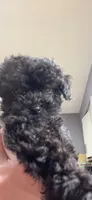 Tiny Toy Girl #2, a female Poodle - Toy  for sale in Merchantville, NJ – Photo 5 of 10