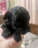 Tiny Toy Girl #2, a female Poodle - Toy  for sale in Merchantville, NJ – Photo 1 of 5