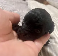 Tiny Toy Girl #2, a female Poodle - Toy  for sale in Merchantville, NJ – Photo 2 of 5