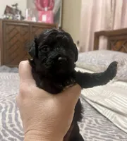 Tiny Toy Girl #1, a female Poodle - Toy  for sale in Merchantville, NJ – Photo 2 of 5