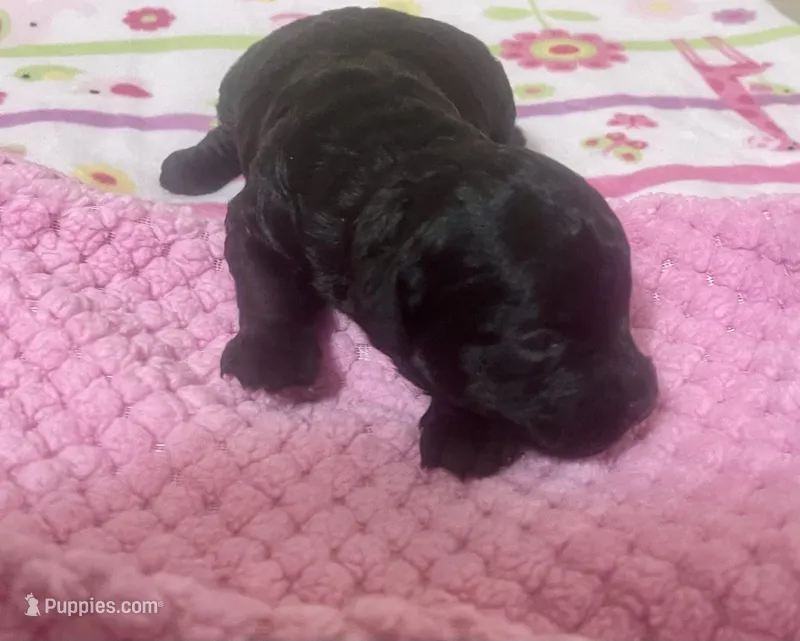 Tiny Toy Girl #1 – Poodle - Toy  puppy for sale in Merchantville, NJ