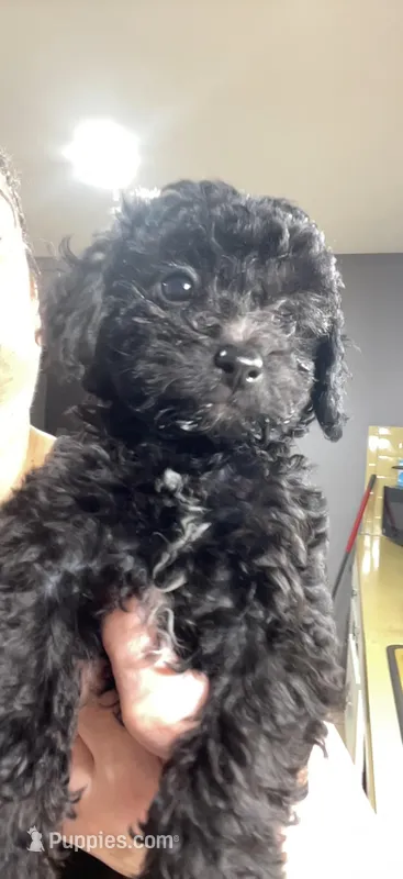 Tiny Toy Girl #1 – Poodle - Toy  puppy for sale in Merchantville, NJ