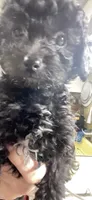 Tiny Toy Girl #1, a female Poodle - Toy  for sale in Merchantville, NJ – Photo 5 of 10