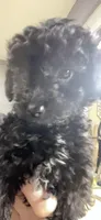 Tiny Toy Girl #1, a female Poodle - Toy  for sale in Merchantville, NJ – Photo 4 of 10