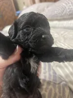 Tiny Toy Girl #1, a female Poodle - Toy  for sale in Merchantville, NJ – Photo 3 of 5