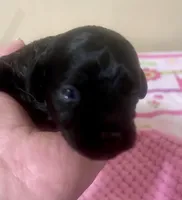 Tiny Toy Girl #1, a female Poodle - Toy  for sale in Merchantville, NJ – Photo 2 of 2