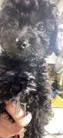 Tiny Toy Girl #1, a female Poodle - Toy  for sale in Merchantville, NJ – Photo 2 of 10