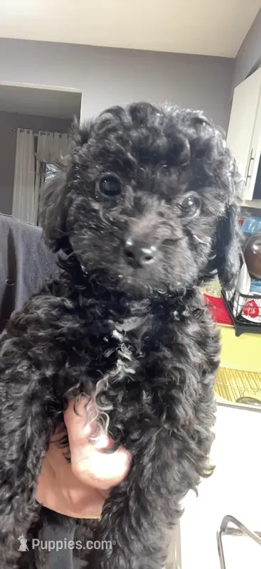 Tiny Toy Girl #1 – Poodle - Toy  puppy for sale in Merchantville, NJ