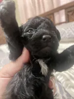 Tiny Toy Girl #1, a female Poodle - Toy  for sale in Merchantville, NJ – Photo 1 of 5