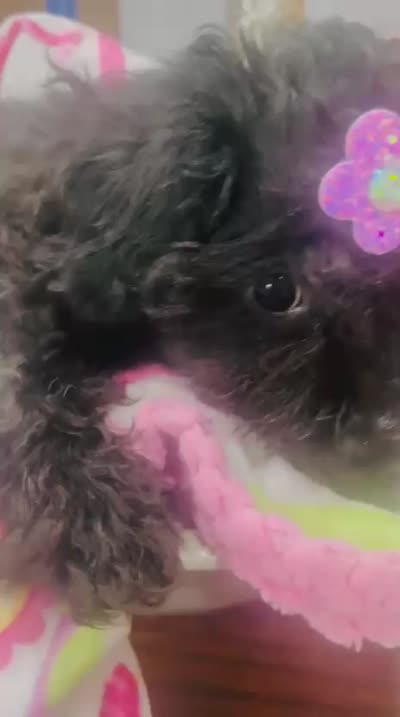Tiny Toy Girl #2, a female Poodle - Toy  for sale in Merchantville, NJ – 2 of 7
