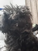 Tiny Toy Poodle - Pinky Pie, a female Poodle - Toy  for sale in Merchantville, NJ – Photo 4 of 5