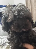 Tiny Toy Poodle - Pinky Pie, a female Poodle - Toy  for sale in Merchantville, NJ – Photo 5 of 5