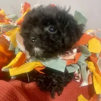 Tiny Toy Poodle - Pinky Pie, a female Poodle - Toy  for sale in Merchantville, NJ – Photo 1 of 5