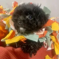 Arielle - Tiny Toy Poodle, a female Poodle - Toy  for sale in Merchantville, NJ – Photo 1 of 2