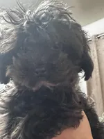 Tiny Toy Poodle - Pinky Pie, a female Poodle - Toy  for sale in Merchantville, NJ – Photo 3 of 5