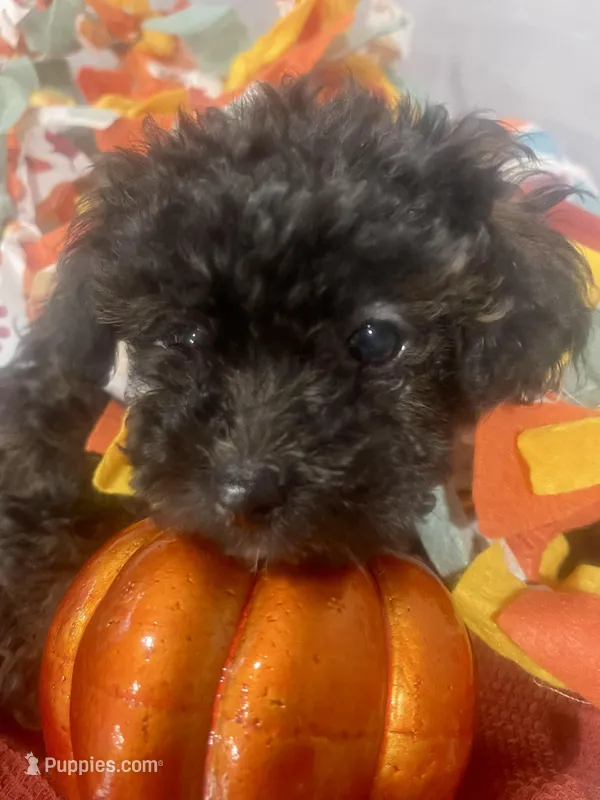 Jazzmine - Tiny Toy Poodle