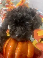 Jazzmine - Tiny Toy Poodle, a female Poodle - Toy  for sale in Merchantville, NJ – Photo 1 of 2