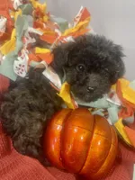 Jazzmine - Tiny Toy Poodle, a female Poodle - Toy  for sale in Merchantville, NJ – Photo 2 of 2