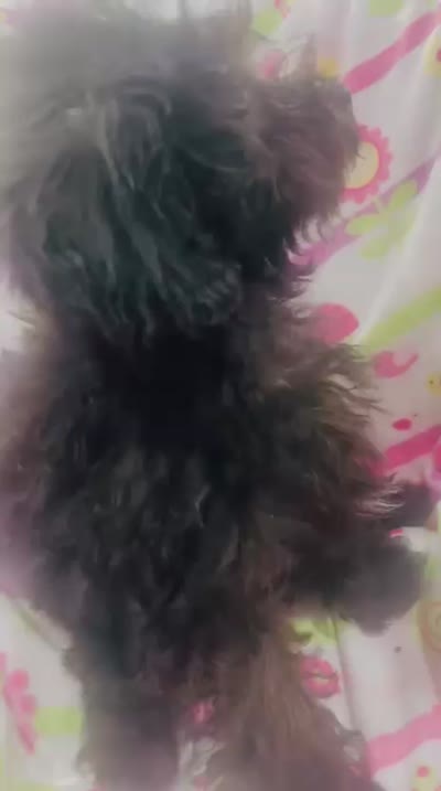Tiny Toy Girl # 3, a female Poodle - Toy  for sale in Merchantville, NJ – 2 of 7