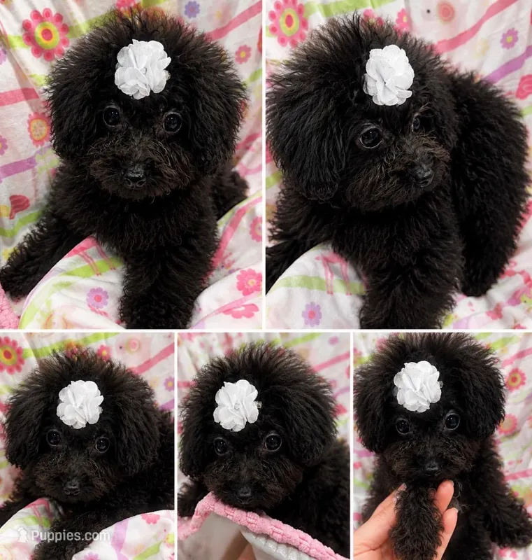 Tiny Toy Girl # 3 – Poodle - Toy  puppy for sale in Merchantville, NJ