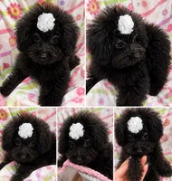 Tiny Toy Girl # 3, a female Poodle - Toy  for sale in Merchantville, NJ – 1 of 7