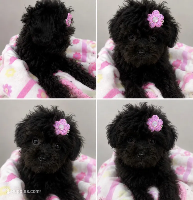 Tiny Toy Girl #2 – Poodle - Toy  puppy for sale in Merchantville, NJ