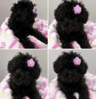 Tiny Toy Girl #2, a female Poodle - Toy  for sale in Merchantville, NJ – 1 of 7
