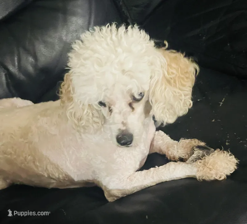 Agatha (Aggy) – Cavalier King Charles Spaniel, Poodle - Miniature  puppy for sale in Merchantville, NJ