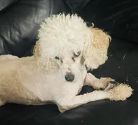 Agatha (Aggy), a female Cavalier King Charles Spaniel and Poodle - Miniature  for sale in Merchantville, NJ – 1 of 1