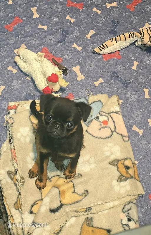 Remy  – Brussels Griffon puppy for sale in Burton, MI