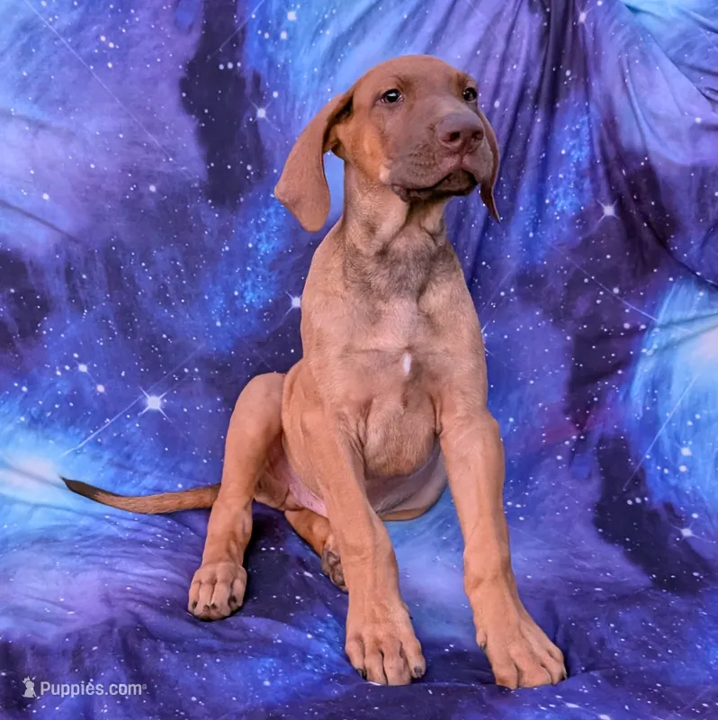 Sage – Great Dane puppy for sale in Barnesville, GA