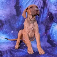 Sage, a male Great Dane for sale in Barnesville, GA – 1 of 9
