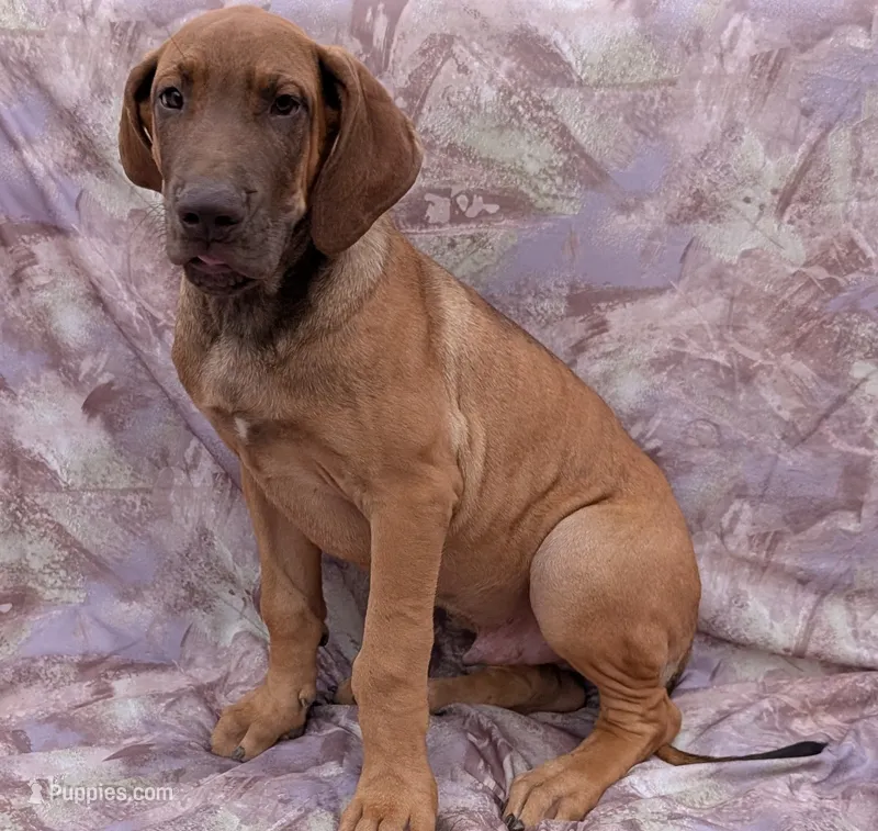 Sage – Great Dane puppy for sale in Barnesville, GA