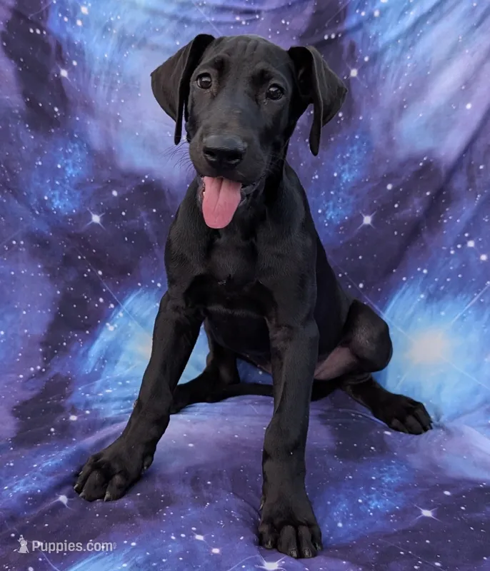 Nyx – Great Dane puppy for sale in Barnesville, GA