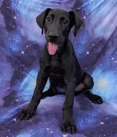 Nyx, a female Great Dane for sale in Barnesville, GA – 2 of 10