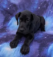 Nyx, a female Great Dane for sale in Barnesville, GA – 4 of 10