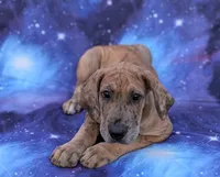 Seeker , a male Great Dane for sale in Barnesville, GA – 5 of 9